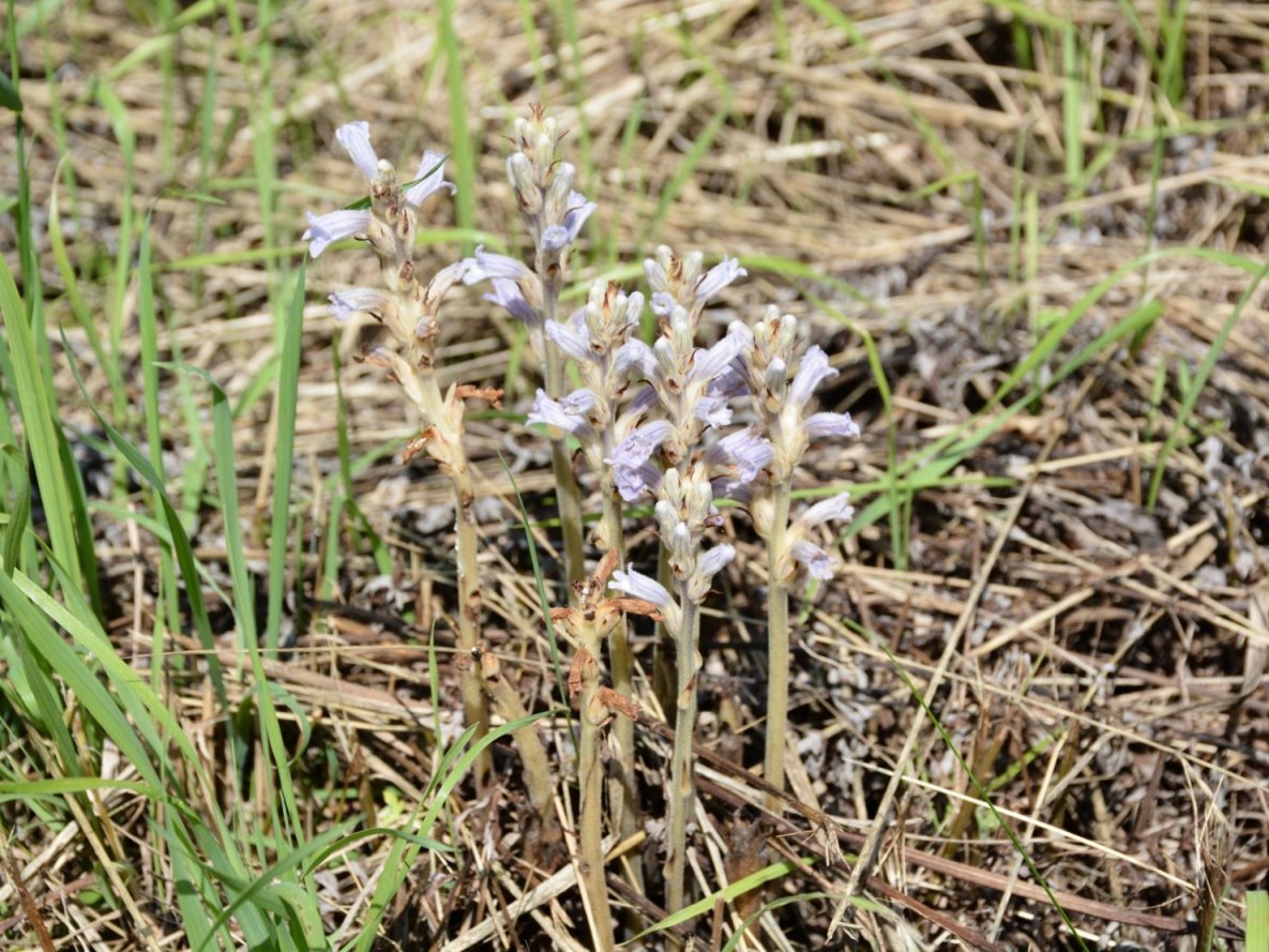 Phelipanche (Orobanche) purpurea / Succiamele azzurro